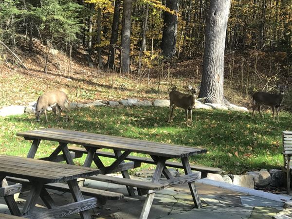 The Garden at Camp Hattie