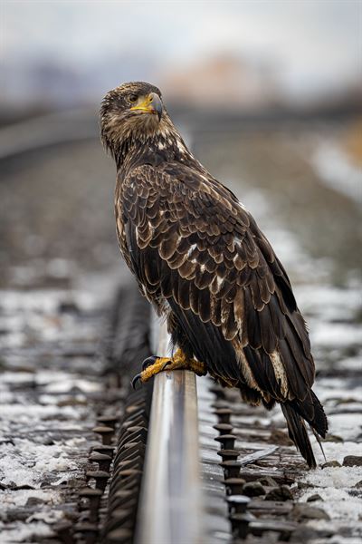 Wayne Parsons Photography