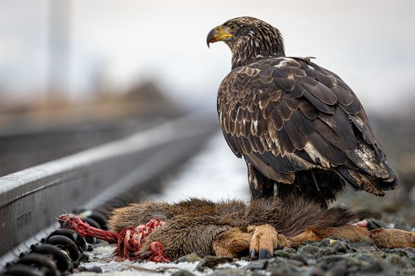 Wayne Parsons Photography