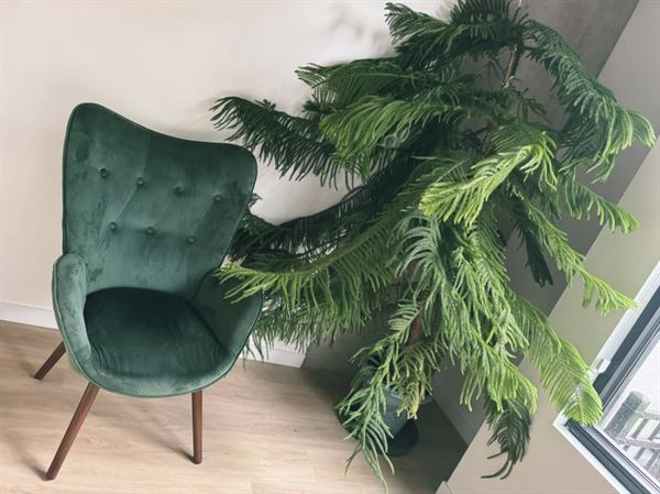 Komorebi Cafe and Healing Art Studio