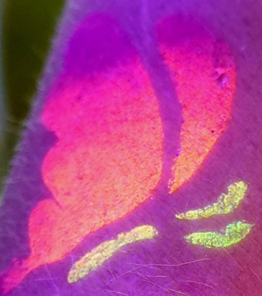 Shonnie's Studio of Art