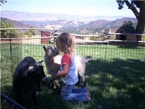 Once Upon A Pony Rides & Petting Zoo