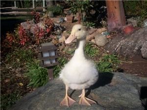 Once Upon A Pony Rides & Petting Zoo