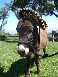 Once Upon A Pony Rides & Petting Zoo