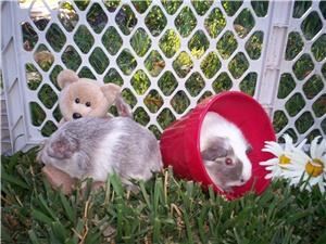 Once Upon A Pony Rides & Petting Zoo