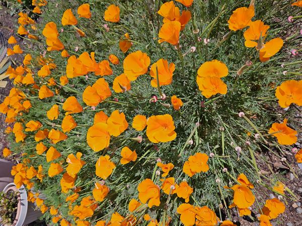 Butterflute's Wedding Chapel