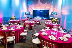 Shark Ray Bay Theater