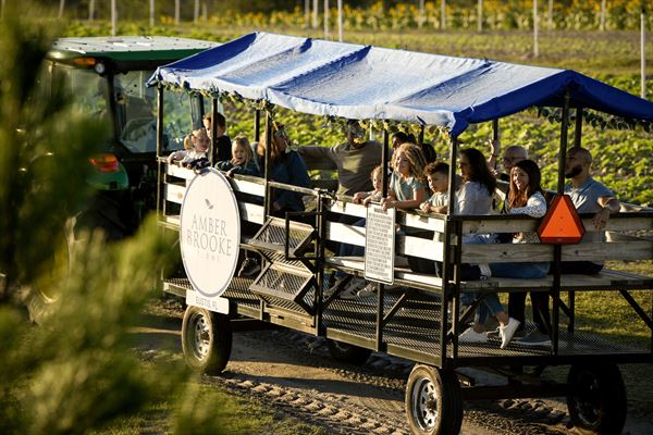 Amber Brooke Farms Eustis