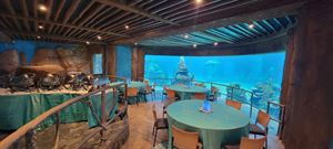 Dolphin Underwater Viewing