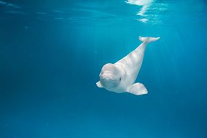 Stadium - Mezzanine Levels
