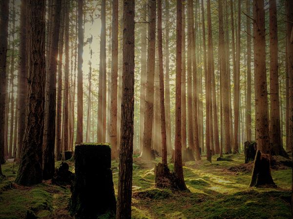 Emerald Forest & Theater