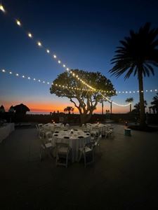 Under The Sea Grape Tree