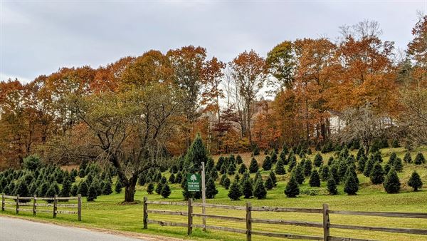 Tuckaway Tree Farm