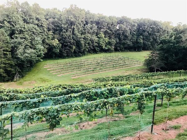 Odom Springs Vineyards