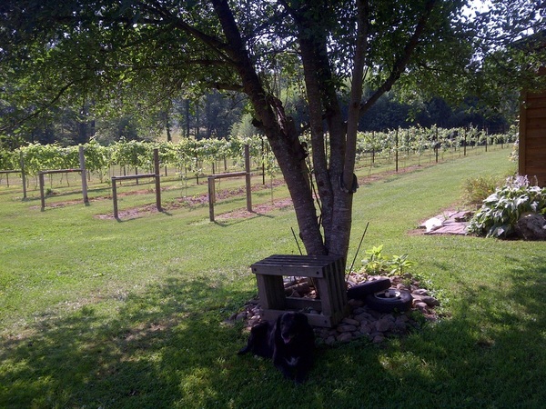 Odom Springs Vineyards