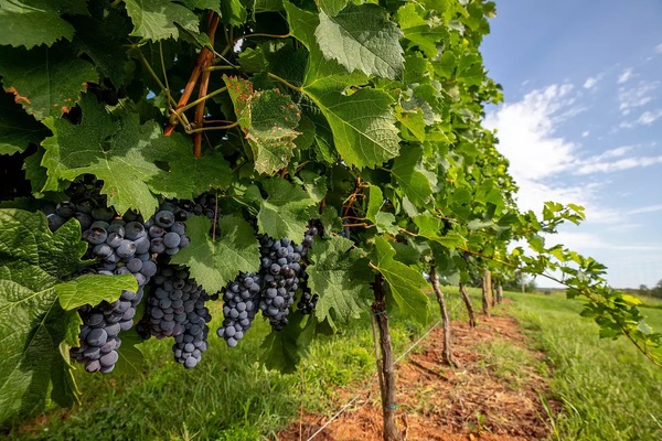 Elston Inn at Sweet Briar Farm & Winery