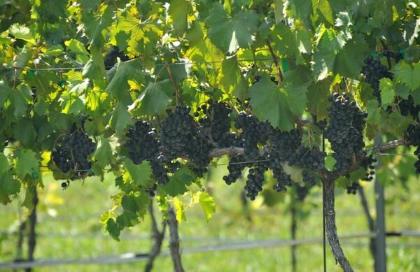 Morgan Ridge Vineyards and Brewhouse