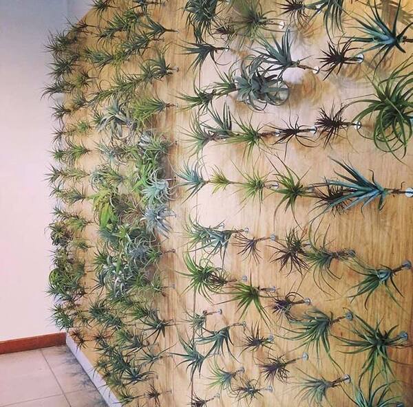 LaFleur Plants + Botanics