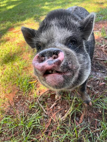 Rooterville Animal Sanctuary