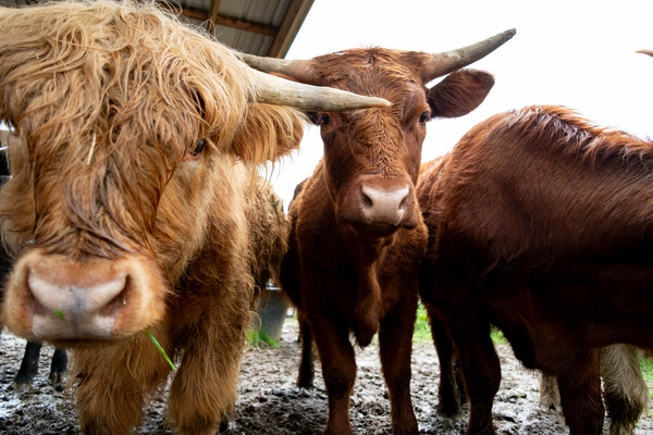 Tiny Venue Big Farm Adventure