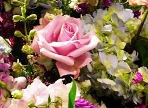 Ultra Violet Flowers