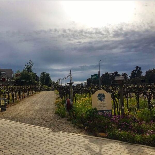 Newport Beach Vineyards & Winery