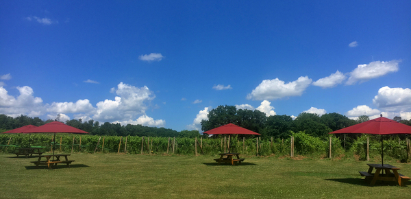 Big Creek Vineyard