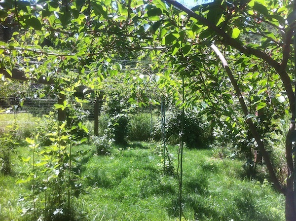 Paul’s Organic Farm-Events