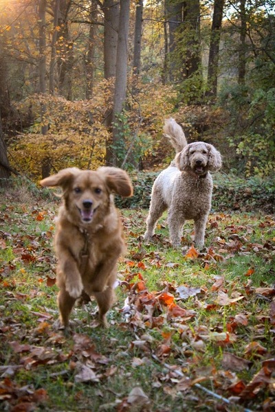 Seaside Treats and Celebrations LLC