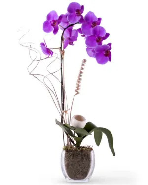 Roses and Flowers Florida