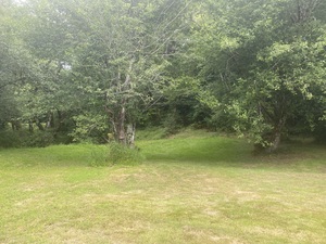 Shaded Field (daffodils)