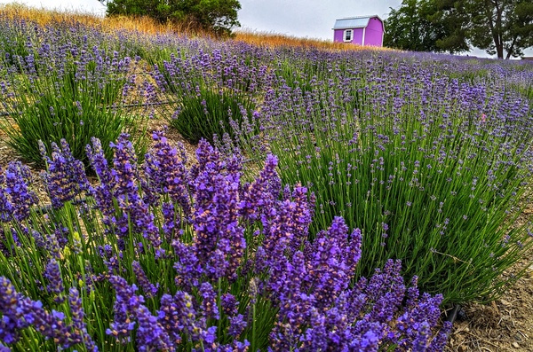 California Lavender Honey Farm