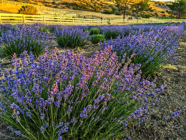 California Lavender Honey Farm
