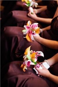 Garden Rose Photography