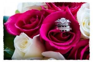 Garden Rose Photography