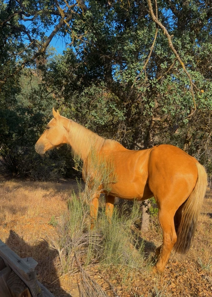 Golden Ranch Estates