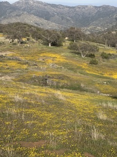 Golden Ranch Estates