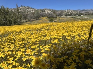 Golden Ranch Estates