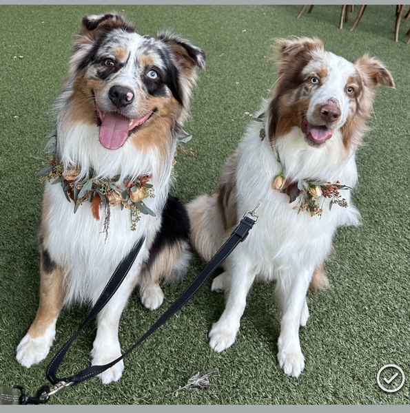 Stacy’s wags N wiggles