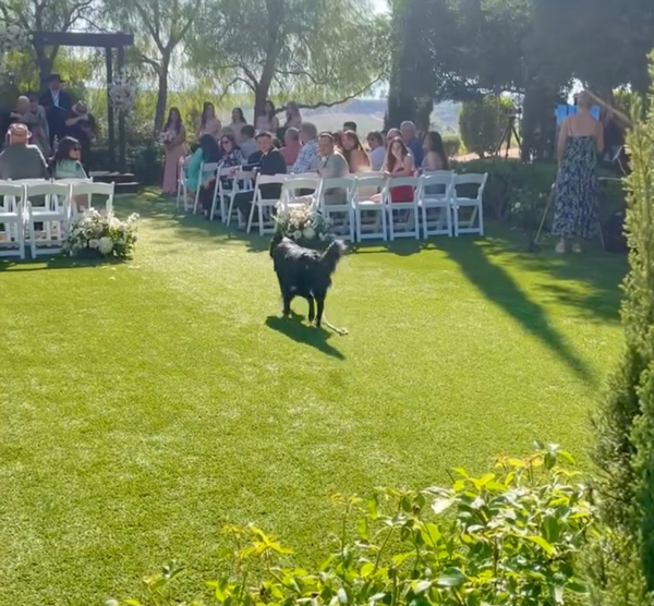 Stacy’s wags N wiggles