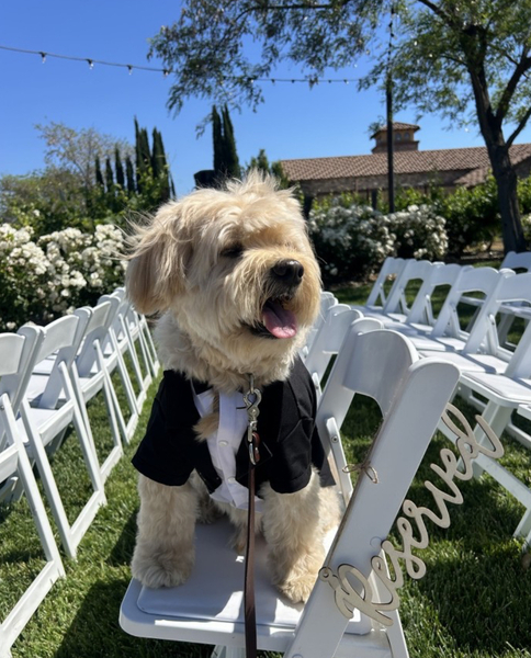 Stacy’s wags N wiggles