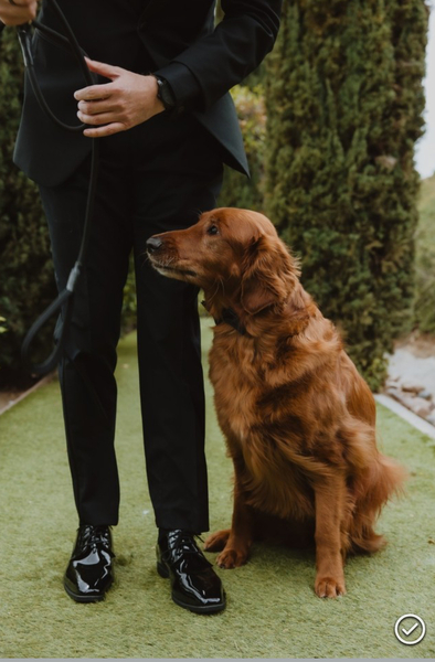 Stacy’s wags N wiggles