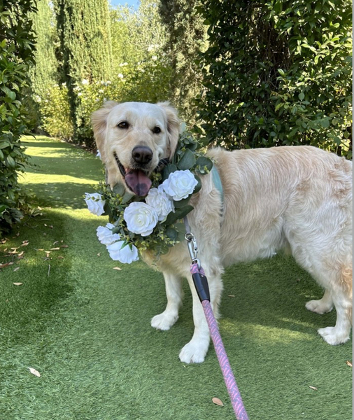 Stacy’s wags N wiggles