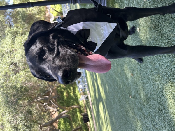 Stacy’s wags N wiggles