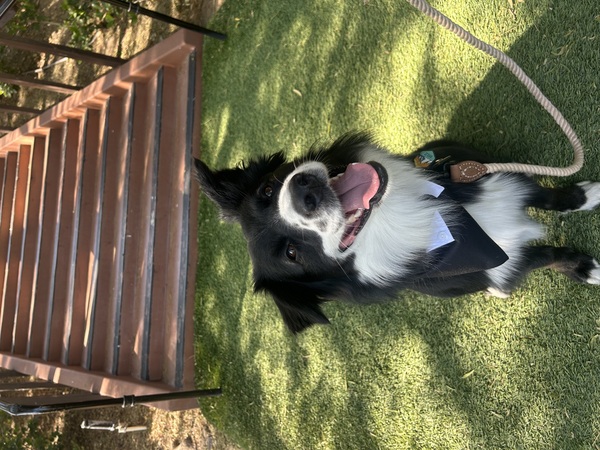 Stacy’s wags N wiggles