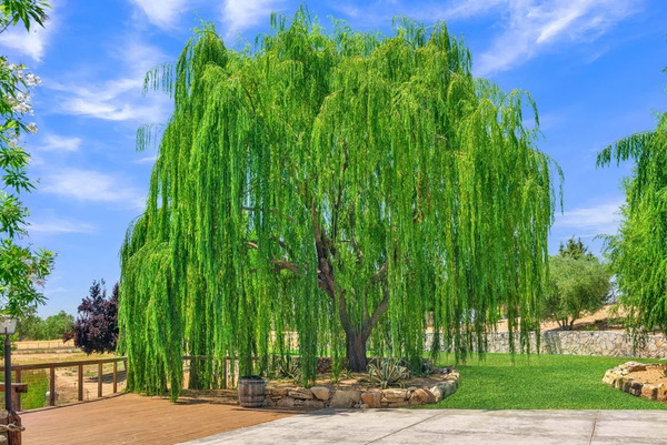 Willow and Oak Estate