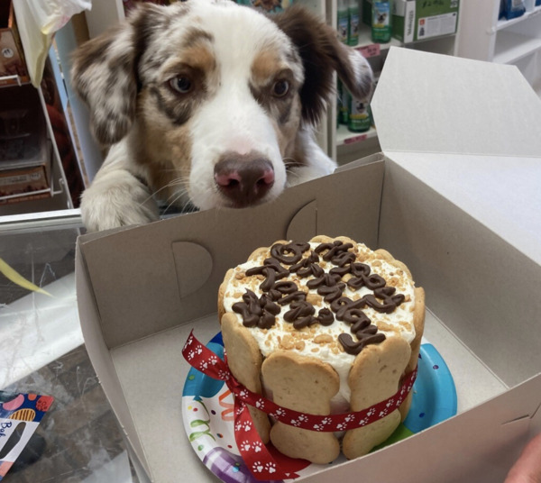 Jackboy's Dog Bakery