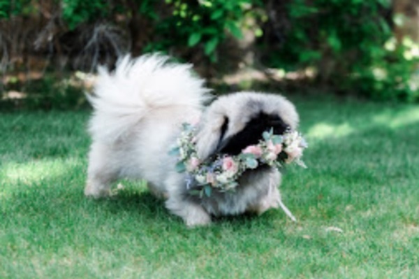 Flower Aura by Natasha