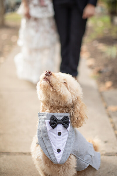 golden photographers