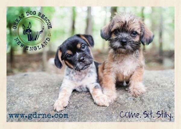 Great Dog Rescue New England